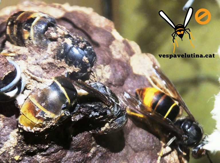 Reines de Vespa velutina depredades