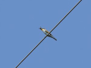 Abellerol i Vespa velutina