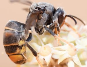 Obrera de Vespa velutina