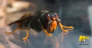 Reina de Vespa velutina, en posició de descans.