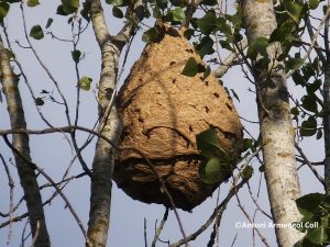 Niu secundari de Vespa velutina. Sant Celoni, Can Coll