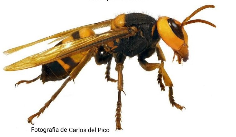 Exemplar de Vespa soror. Primer cas a la península Ibérica