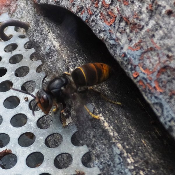 Danys a l'apicultura