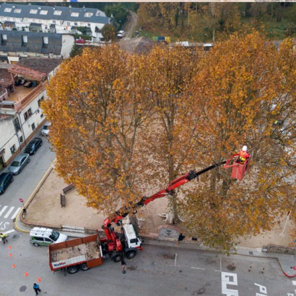 Retirada de niu de Vespa velutina a la capçada d'un platanus